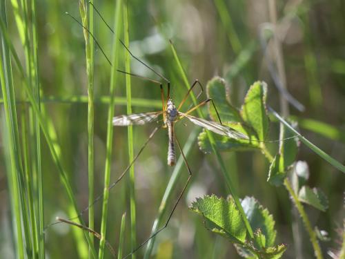 Tipula vernalis