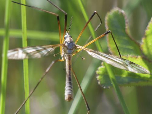 Tipula vernalis