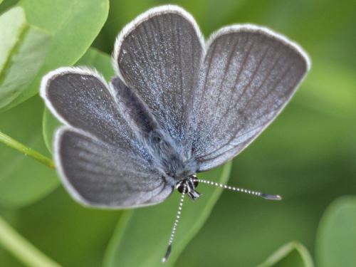 Réf. 353 415 : Cupido sp.