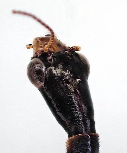 Raphidia ligurica