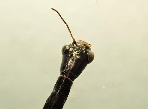 Raphidia ligurica