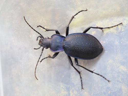 Réf. 353 573 : Carabus problematicus