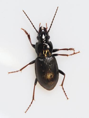 Pterostichus oblongopunctatus