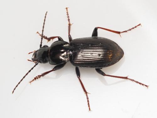 Pterostichus oblongopunctatus