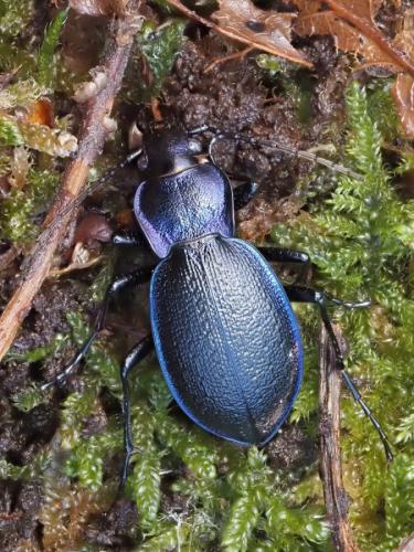 Réf. 353 574 : Carabus problematicus