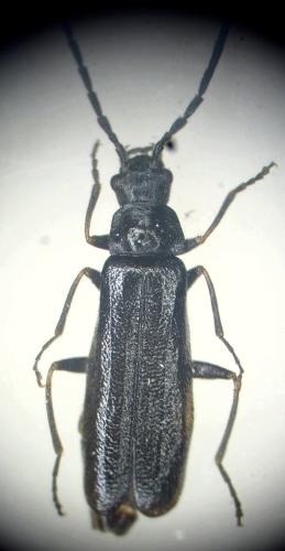 Réf. 353 906 : Rhagonycha morio