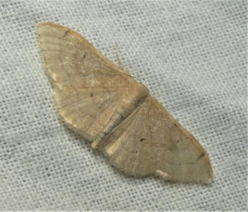 Réf. 353 202 : Idaea degeneraria