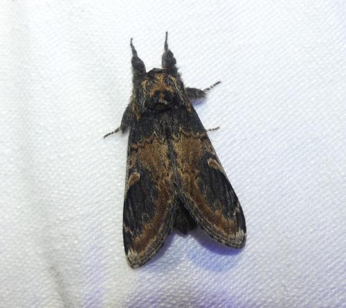 Réf. 353 279 : Notodonta tritophus