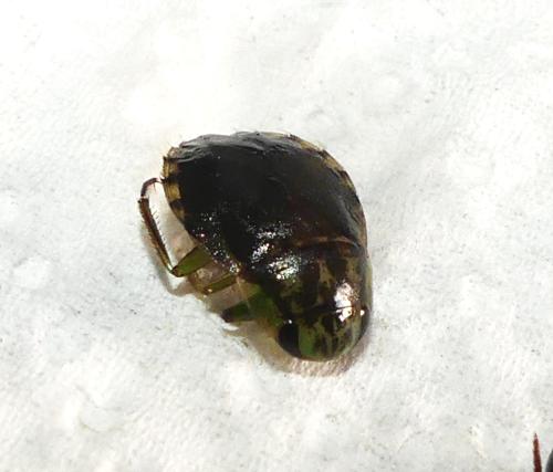 Naucoris maculatus