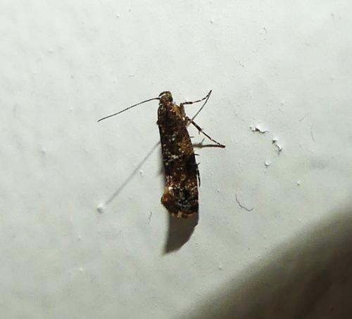 Acrolepia autumnitella