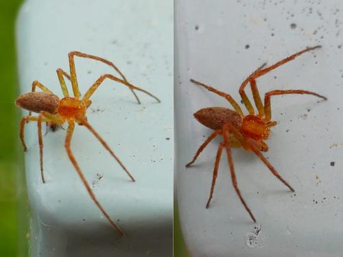 Philodromus (albidus-rufus)