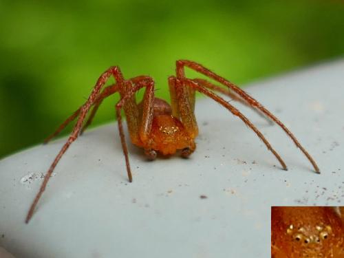 Philodromus (albidus-rufus)