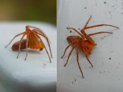 Philodromus (albidus-rufus)
