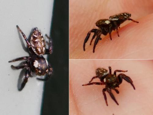 Macaroeris nidicolens