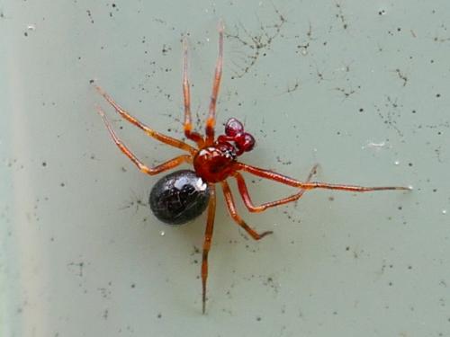 Réf. 353 968 : Sardinidion blackwalli