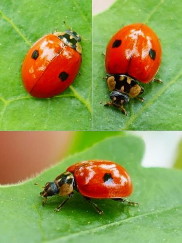 Réf. 353 115 : Adalia bipunctata