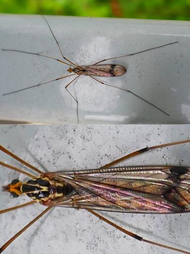 Nephrotoma quadrifaria