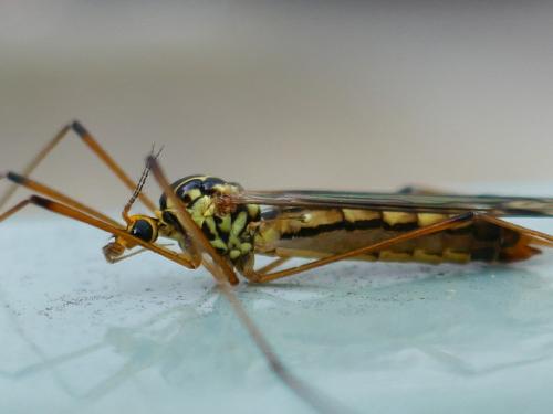 Nephrotoma quadrifaria