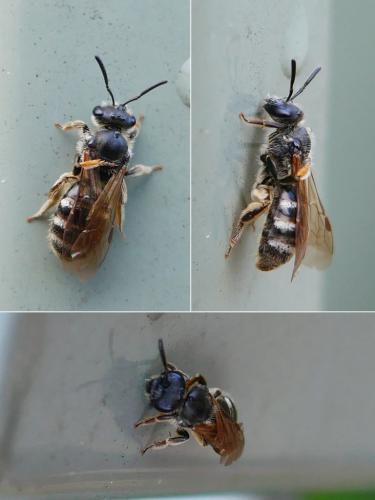 Lasioglossum pallens