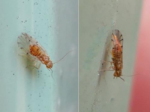 Ectopsocus sp.