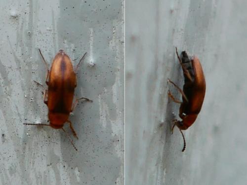 Réf. 353 184 : Anaspis maculata