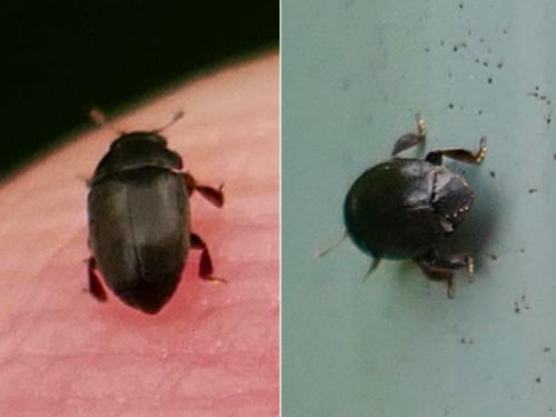 Meligethinae
