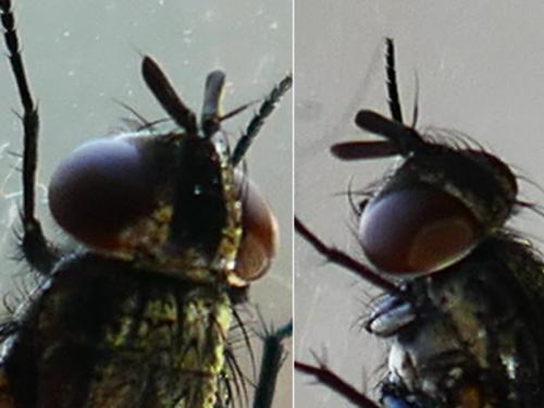 Vibrissina sp.