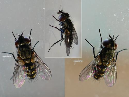 Vibrissina sp.