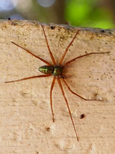 Philodromus sp.