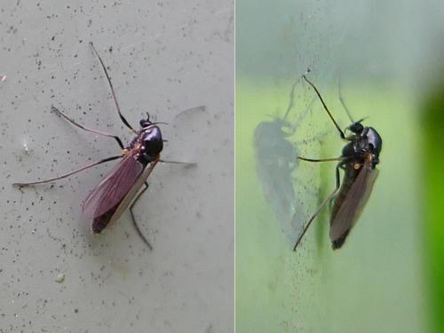 Réf. 353 239 : Orthocladiinae inconnu
