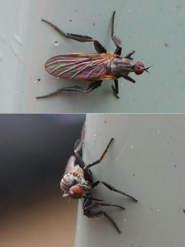 Réf. 353 237 : Empis sp.
