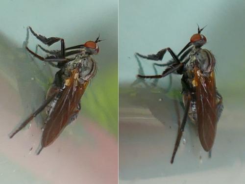 Réf. 353 238 : Empis sp.