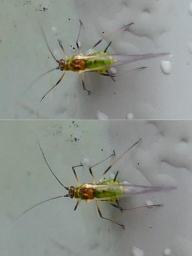 Réf. 353 241 : Sitobion fragariae