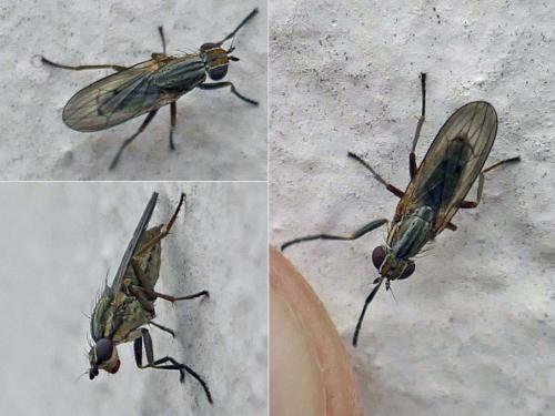 Pherbellia cinerella