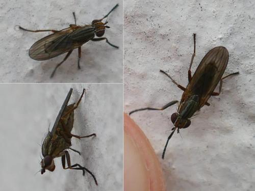 Pherbellia cinerella