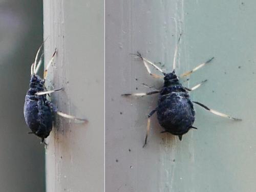 Aphis sp.