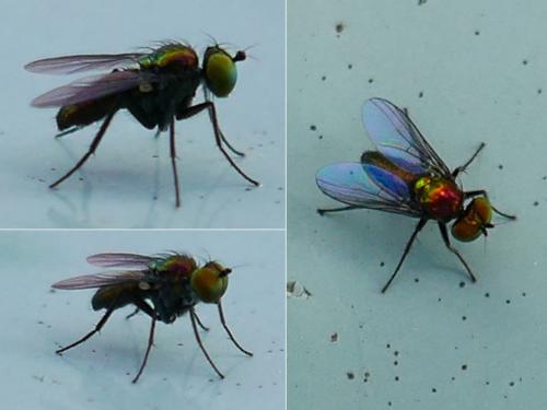 Réf. 353 913 : Chrysotus sp.