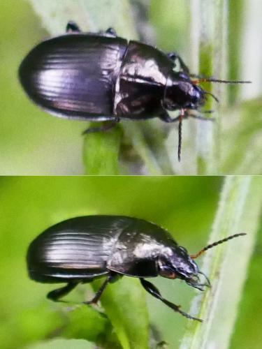 Réf. 353 407 : Amara ovata