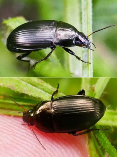 Réf. 353 406 : Amara ovata