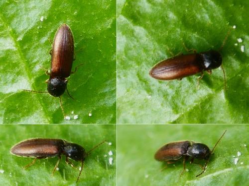 Réf. 353 423 : Elaterinae inconnu