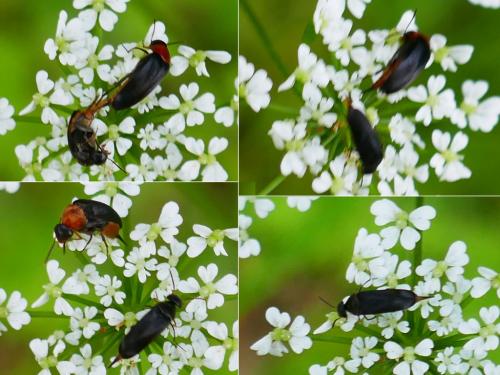 Mordellochroa abdominalis