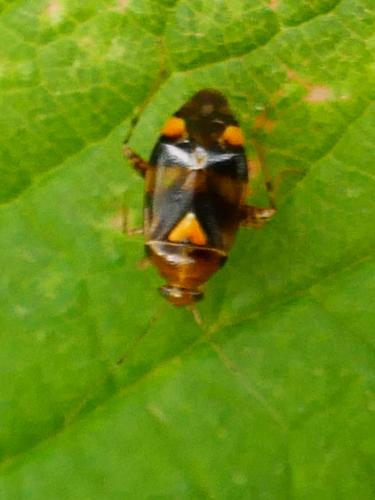Liocoris tripustulatus