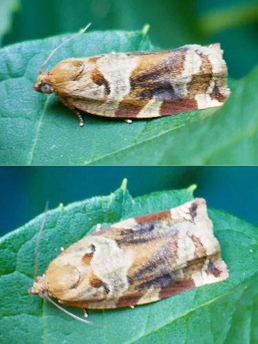 Réf. 353 431 : Archips xylosteana