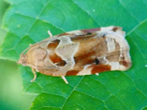 Réf. 353 432 : Archips xylosteana
