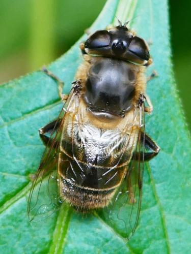 Réf. 353 452 : Eristalis tenax