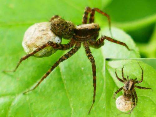 Pardosa sp.
