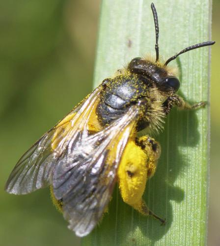Andrena sp.