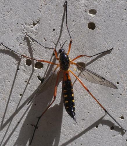Ctenophora pectinicornis
