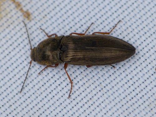 Réf. 353 588 : Paraphotistus nigricornis