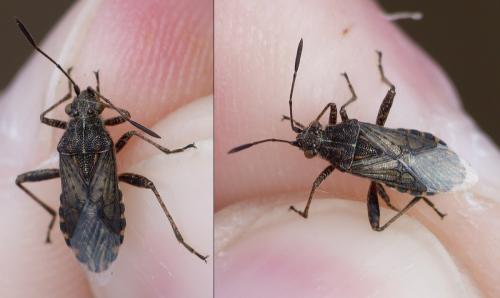 Réf. 353 590 : Stictopleurus punctatonervosus